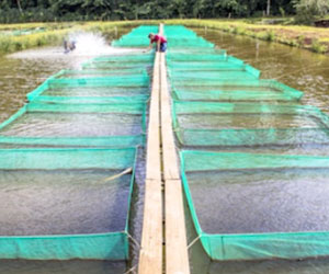 fish-farm-business-opportunities.jpg