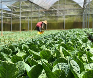 fruits-and-vegetables-farming.jpg