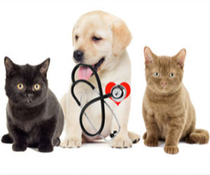 pet-daycare-and-grooming-for-sale.jpg
